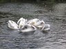 Kharkiv zoo 7.JPG - 